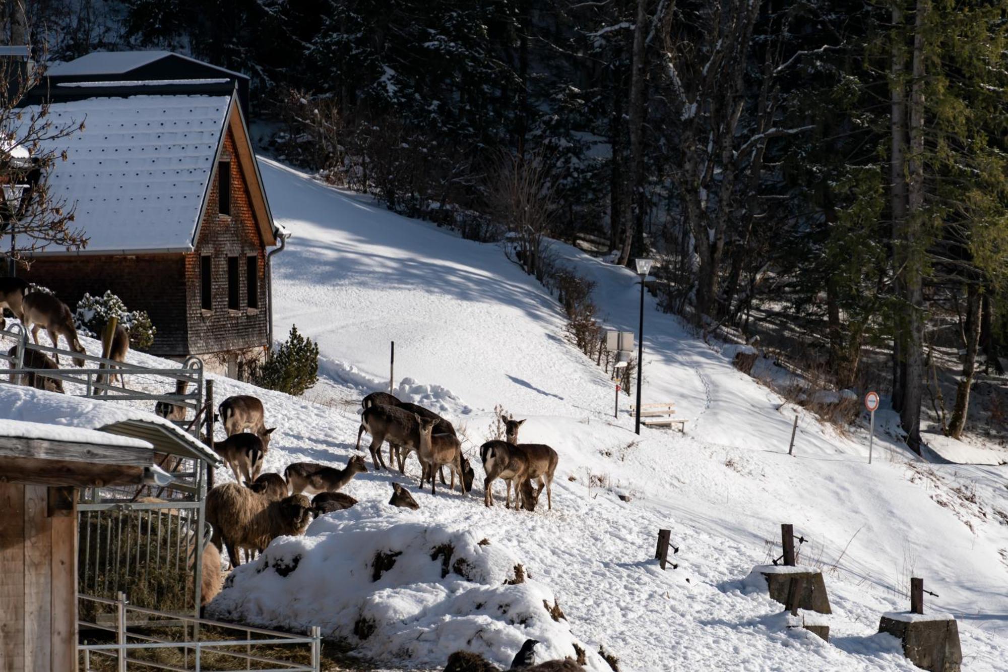 Batschuns Peterhof Chalets מראה חיצוני תמונה